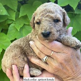 Black collar - Apricot female Goldendoodle puppy in Fairfield, California from Twin Sisters Doodles