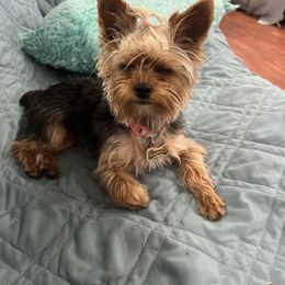 Caymus - Yorkshire Terrier