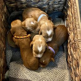 Australian Labradoodle Puppies from Kippy’s Farm Australian Labradoodles