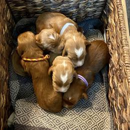 Australian Labradoodle Puppies from Kippy’s Farm Australian Labradoodles
