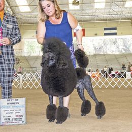 Flash - Poodle
