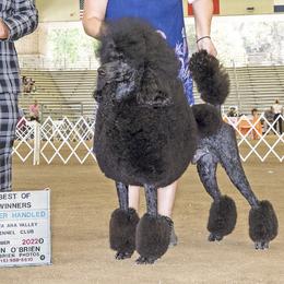 Flash - Poodle