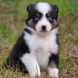 MM.BTF - Black tri female Miniature Australian Shepherd puppy in Deer Lodge, Tennessee from KSH Aussie Haven