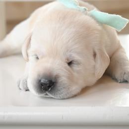 Mr. Mint - Yellow male Labrador Retriever puppy in Pasco, Washington from ROCK CREEK LABRADORS