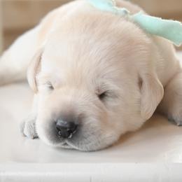 Mr. Mint - Yellow male Labrador Retriever puppy in Pasco, Washington from ROCK CREEK LABRADORS