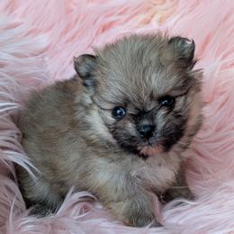 Buttercup - Orange sable female Pomeranian puppy in Utah from Pop Off Pomeranians