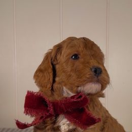 Mr Love Bug - Red  male Goldendoodle puppy in Mayfield, Utah from Ruff Country Doodles