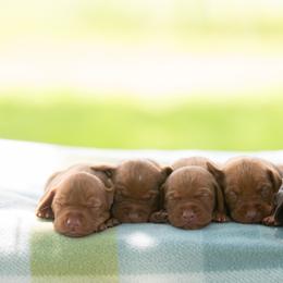 Boy 2 - Golden rust male Vizsla puppy in Greensburg, Kentucky from Nosam Kennels- Hungarian Vizslas, and German Shorthairs Located in Kentucky