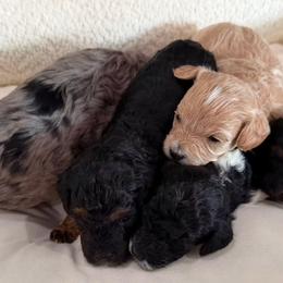 Cavapoos from Reyna Cavapoos