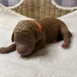 Orangelina - Red  female Goldendoodle puppy in Clermont, Florida from Da Ruba Doodles
