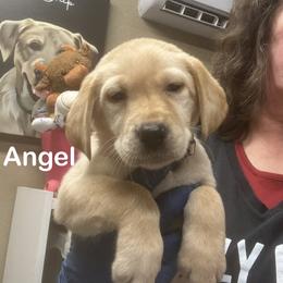 Angel - Yellow female Labrador Retriever puppy in Tigard, Oregon from Morrison Labrador Retreivers