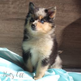 Cavapoo and Pomsky Puppies from Hatz Off Puppies