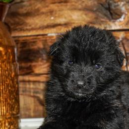Light Pink collar - Black female German Shepherd puppy in Howell, Michigan from Sheyenne Buentello's German Shepherds