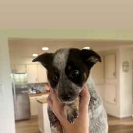 3- Noah - Black & white female Miniature Australian Shepherd puppy in Chilton, Wisconsin from Pointless Acres