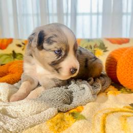 Lincoln - Blue merle male Miniature Australian Shepherd puppy in Wauchula, Florida from Sun & Moon Aussies