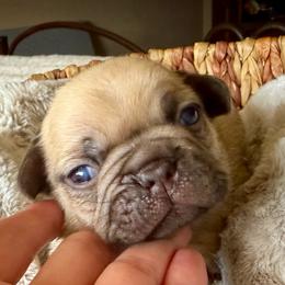 Bruce - Fawn male French Bulldog puppy in Billings, Montana from Yellowstone Frenchies