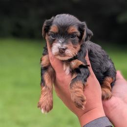 Thursday - Black and tan female Yorkipoo puppy in Coshocton, Ohio from Forever Family Puppies
