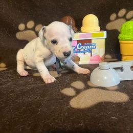 Cookie Dough- Blue-HUA - White and black male Dalmatian puppy in Claremore, Oklahoma from Lotsofdots Dalmatians