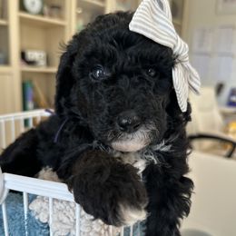 Purple - Black and white female Sheepadoodle puppy in La Habra, California from Real Doodles of OC