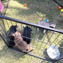 French Bulldog Puppies from Stratton Kennel