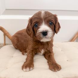 Cookie - Red female Cavapoo puppy in Apache Junction, Arizona from Coffey House Doodles