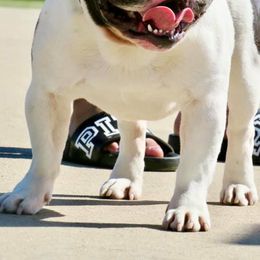 French Bulldogs from BullyBBbulldogs