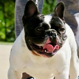 French Bulldogs from BullyBBbulldogs
