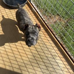 Girl 3 - Gray brindle female Cane Corso puppy in Granbury, Texas from Revolutions Kennel