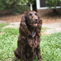 Lexi - Boykin Spaniel