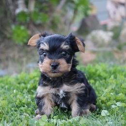 Dasher - Black and tan male Yorkshire Terrier puppy in Ceres, California from Mr.Yorkie