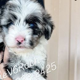 Aussiedoodles, Australian Shepherds, Goldendoodles, and Sheepadoodles from V6 Ranch Dogs