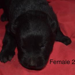 German Shepherd Puppies from Kraften K9
