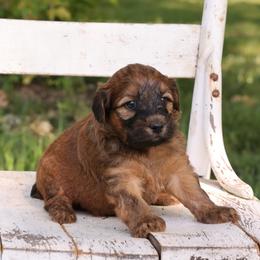 Pearl - Wheaten female Whoodle puppy in West Bend, Iowa from Blue Skies Terriers
