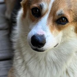 Bracken - Pembroke Welsh Corgi