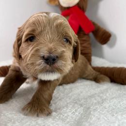 Grey Boy - Apricot male Goldendoodle puppy in Greeley, Colorado from Millie Billie Doodles