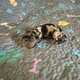 Girl 1 - Black and tan female Dachshund puppy in Wolf Lake, Indiana from Canisteo Dachshunds