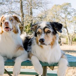 Australian Shepherds from Kluna's Australian Shepherds