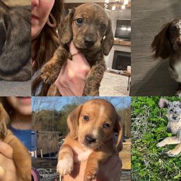 Dachshunds from RVA Dachshunds