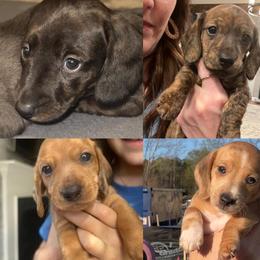 Dachshunds from RVA Dachshunds