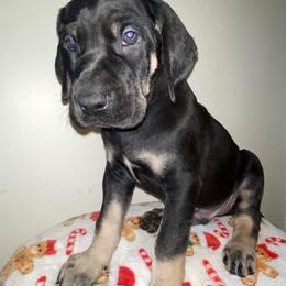Kevin - Black male Great Dane puppy in Spartanburg, South Carolina from Pawlmetto Danes