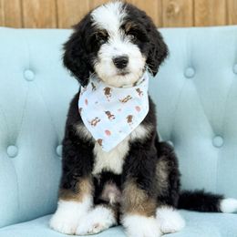 Eagle - Boy 6 - Tri-color male Bernedoodle puppy in Bellville, Ohio from Bernedoodle Buddies