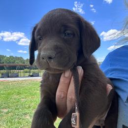 Brown - Chocolate male Labrador Retriever puppy in Newton Grove, North Carolina from Wayalife Labradors & Gsp’s