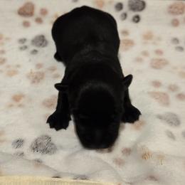 Boy 1 - Black male Scottish Terrier puppy in Conroe, Texas from Scotch McLaren Terriers
