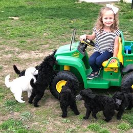 Poodle Puppies from D and D Standard Poodles