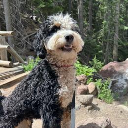 Tiki - Bernedoodle