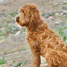 Rowan - Australian Labradoodle