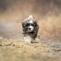 Allure - Fawn sable female Lowchen puppy in Kutztown, Pennsylvania from Rainfall Löwchen