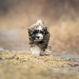 Allure - Fawn sable female Lowchen puppy in Kutztown, Pennsylvania from Rainfall Löwchen