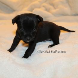 Max - Black male Chihuahua puppy in Willamina, Oregon from Cherished Chihuahuas