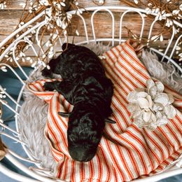 Girl 4 - Black Bernedoodle puppy in Mountain Grove, Missouri from Swan Field Farms